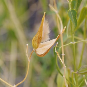 Cynanchum floribundum