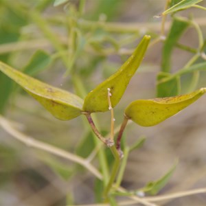 Cynanchum floribundum