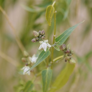 Cynanchum floribundum