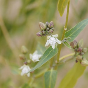 Cynanchum floribundum