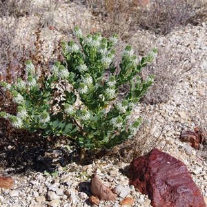 Lepidium pedicellosum