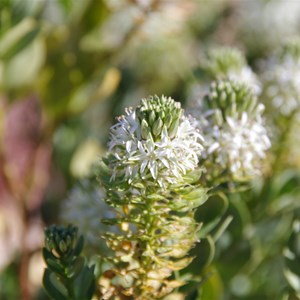 Lepidium pedicellosum