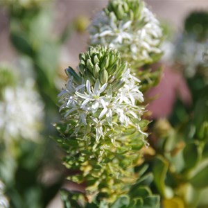 Lepidium pedicellosum