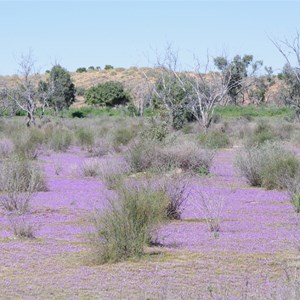 Mimulus prosttraus growing between dunes in the Simpson Desert