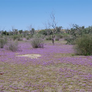 Mimulus prosttraus growing between dunes in the Simpson Desert near Eyre Creek