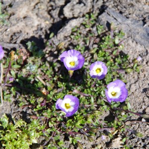 Mimulus prosttraus 