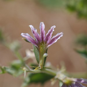 Scaevola depauperata 