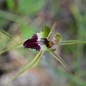 Caladenia tensa