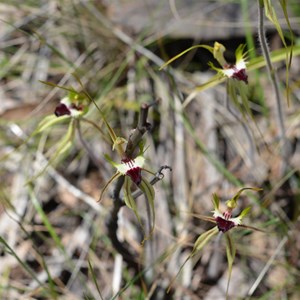 Caladenia tensa