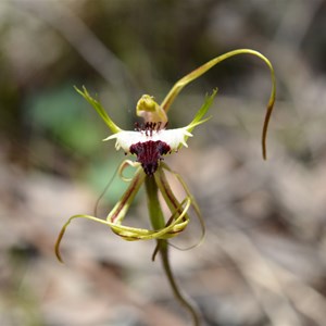 Caladenia tensa