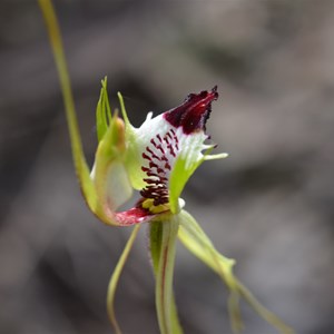 Caladenia tensa