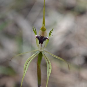 Caladenia tensa