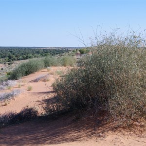 Zygochloa paradoxa