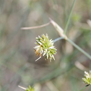 Zygochloa paradoxa