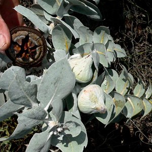 Eucalyptus macrocarpa buds and gumnut