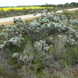 Straggling form of Eucalyptus macrocarpa