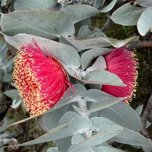 Eucalyptus macrocarpa