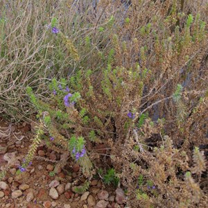 Stemodia florulenta