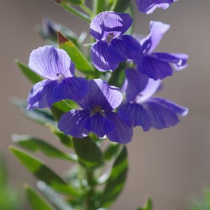 Stemodia florulenta