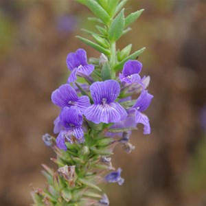 Stemodia florulenta