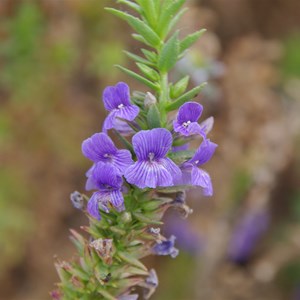 Stemodia florulenta