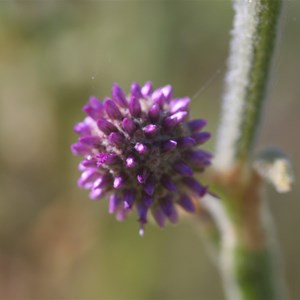 Pterocaulon sphacelatum