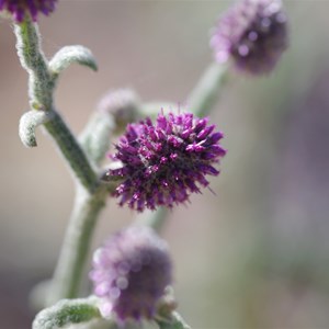 Pterocaulon sphacelatum