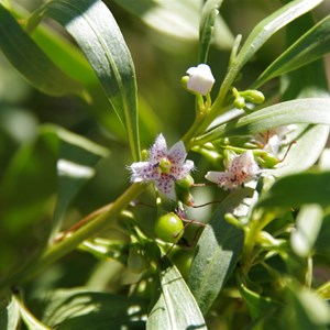 Myoporum acuminatum