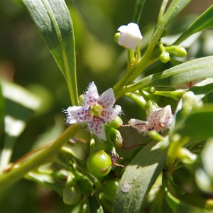 Myoporum acuminatum