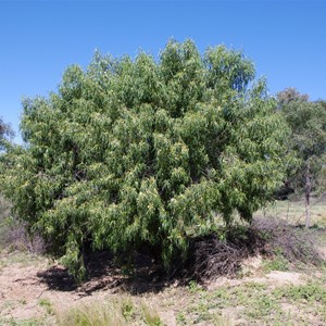 Eremophila bignoniiflora