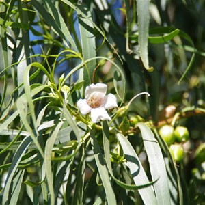 Eremophila bignoniiflora