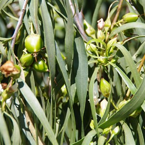 Eremophila bignoniiflora