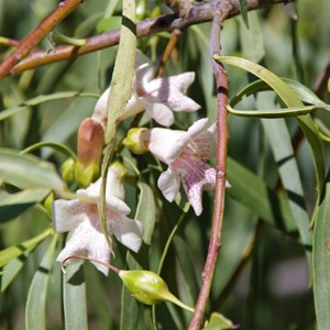 Eremophila bignoniiflora