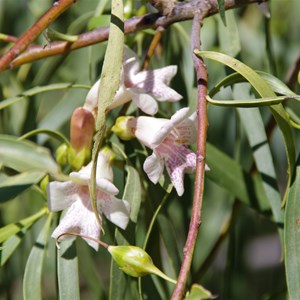 Eremophila bignoniiflora