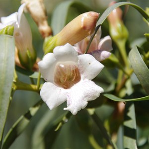 Eremophila bignoniiflora