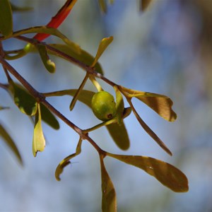 Lysiana exocarpi 