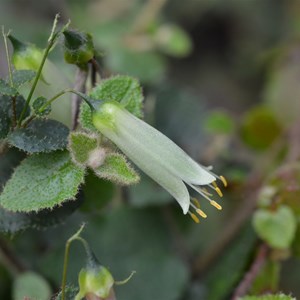 Correa aemula