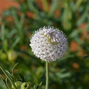 Trachymene glaucifolia