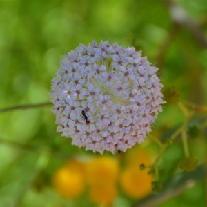 Trachymene glaucifolia