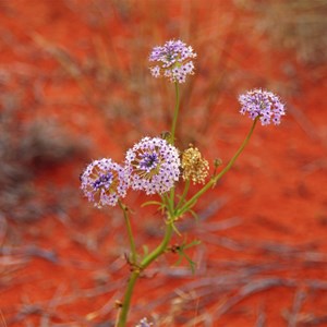 Trachymene glaucifolia