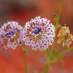 Trachymene glaucifolia