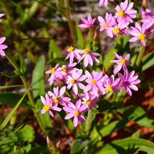 Pink Everlasting