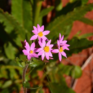 Pink Everlasting