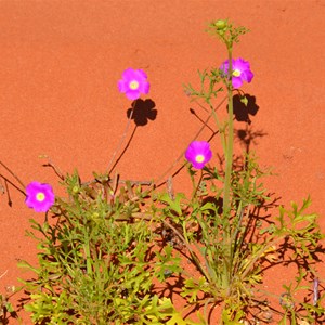 Calandrinia polyandra