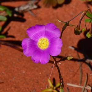 Calandrinia polyandra