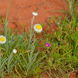 Polycalymma stuartii 