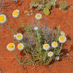 Polycalymma stuartii 