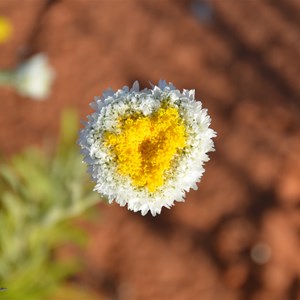 Polycalymma stuartii 