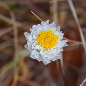 Polycalymma stuartii 