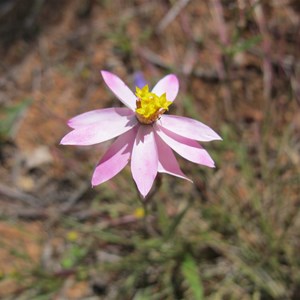 Pink Cluster Everlasting